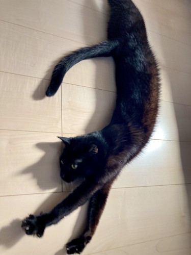 日向ぼっこ中にのびる黒猫