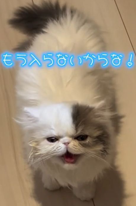 耳を寝かせ口を開ける猫