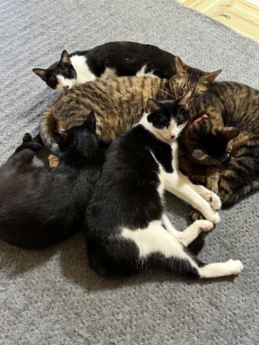 くっついている猫たち