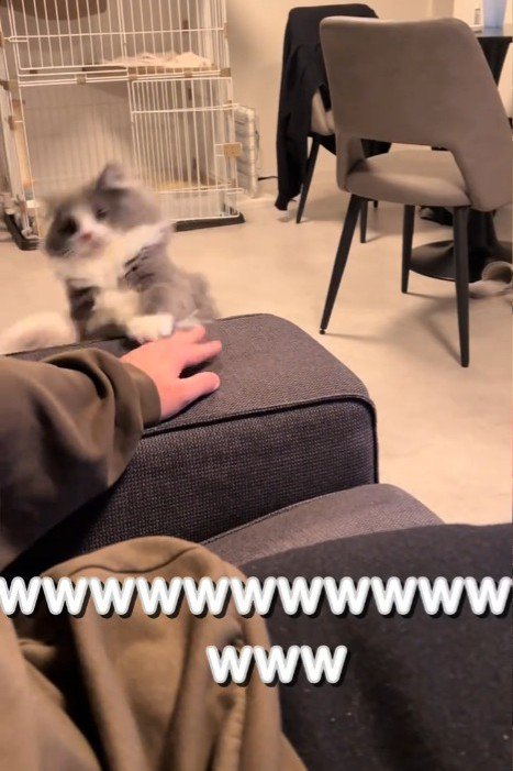 落ちていく猫
