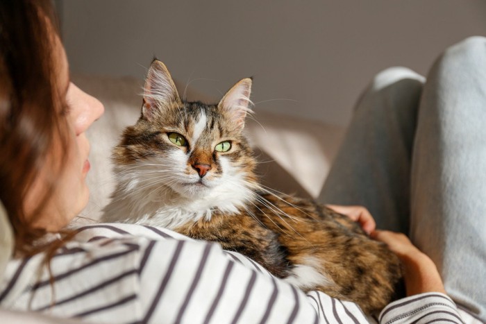 座っている女性に抱っこされている猫