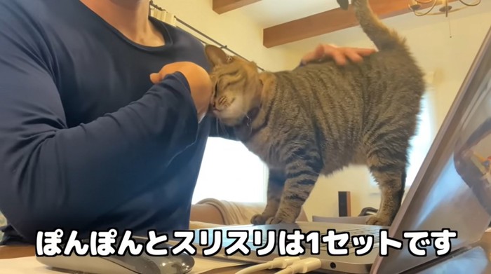 お尻をポンポンされている猫