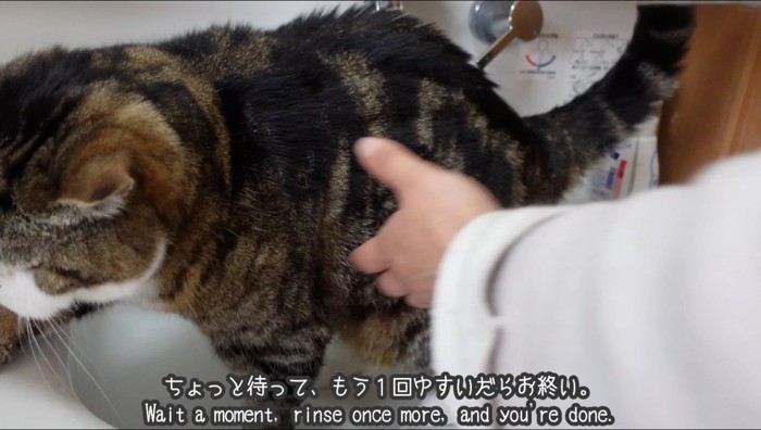 洗面台から出て行こうとするスコティッシュフォールドを抑える飼い主