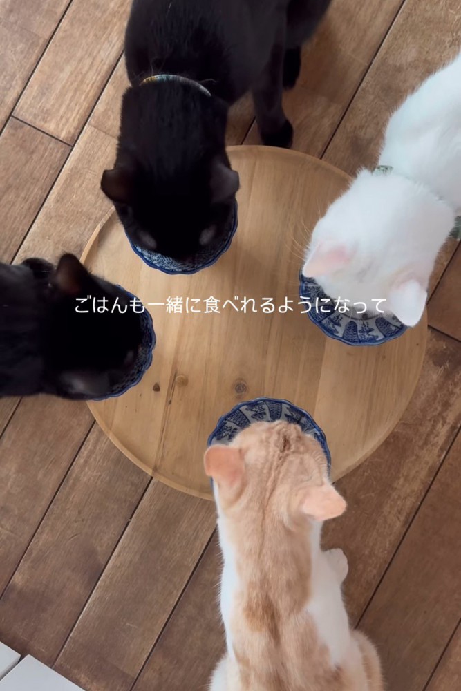 ごはんを食べる4匹の猫