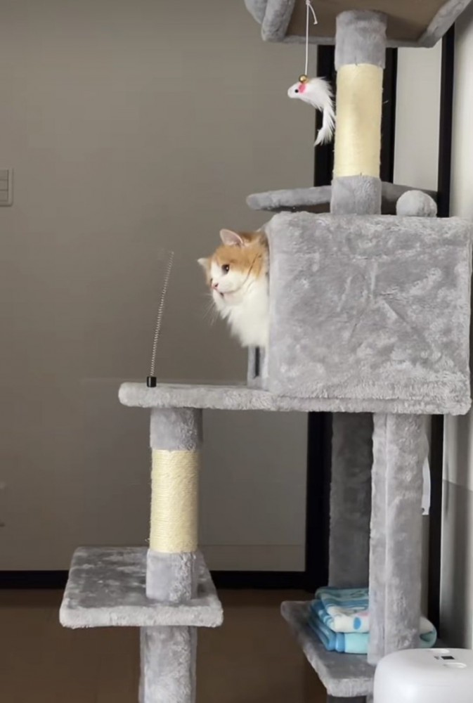 揺れるバネを見つめるミヌエット