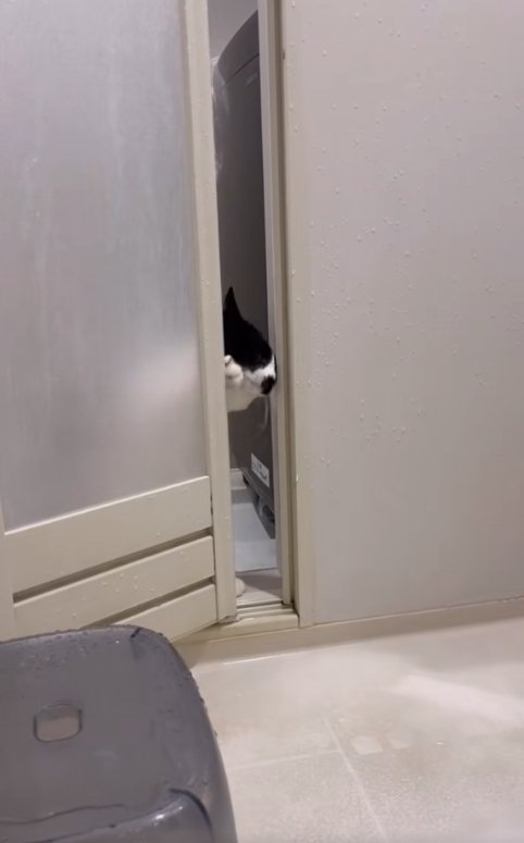 お風呂のドアを頭と右前足で開けている猫
