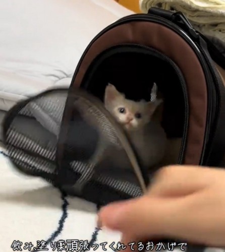 キメ顔をする猫