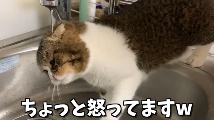 顔に水がかかる猫