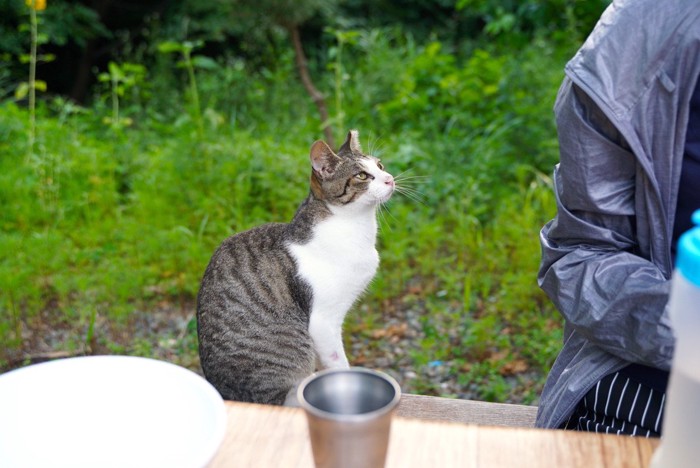 座っている人を見上げる猫