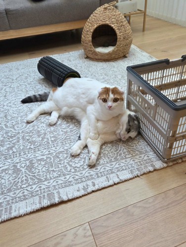 に乗っている猫