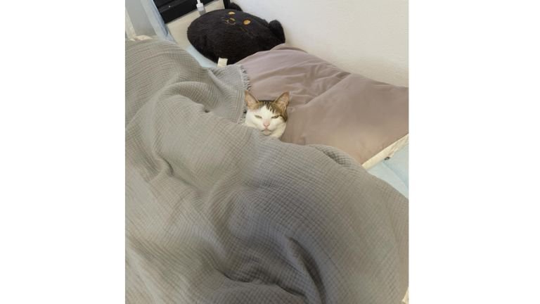 ベッドで寝ている猫