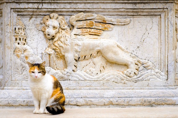 イタリアの猫