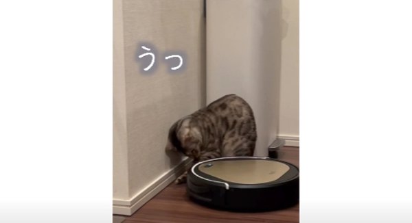 うっ 猫