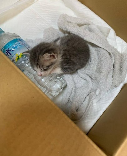 ペットボトルに寄り添って眠る子猫