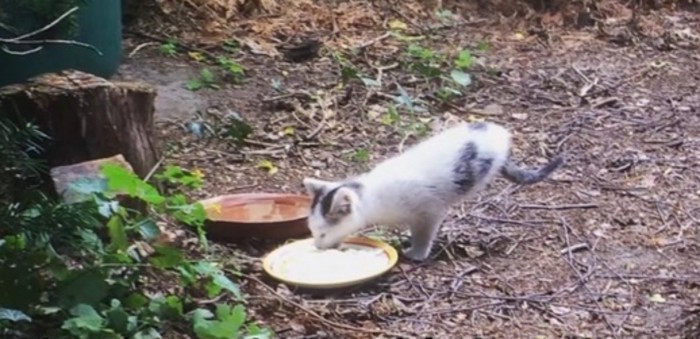 エサを食べる2本足の子猫