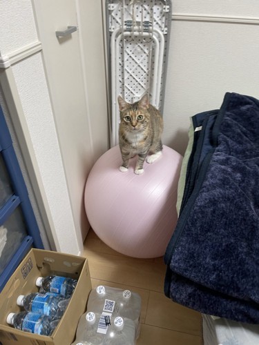 ベッドと壁の間に固定されたバランスボールの上に立っている猫