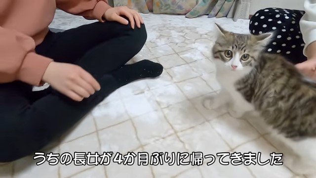 胡坐をかく女性と猫