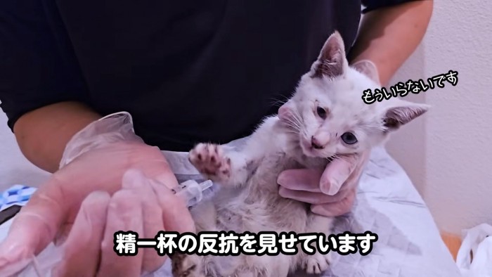 抵抗する子猫