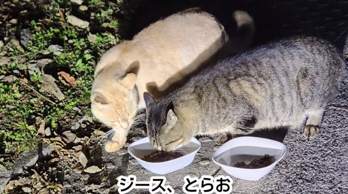 茶トラ猫とキジトラ猫