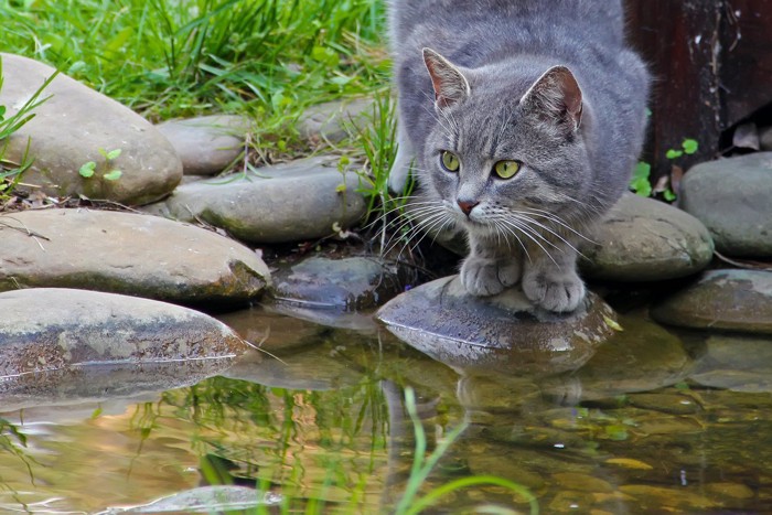 水辺の猫