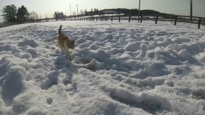 雪の上を歩く猫