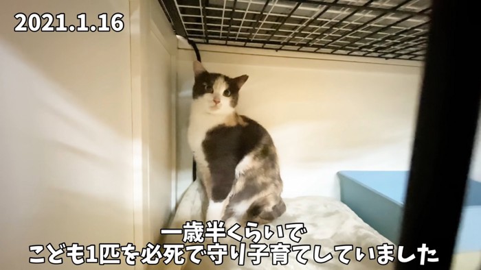 座る猫