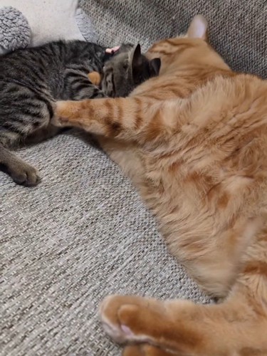 成猫とくっつく子猫