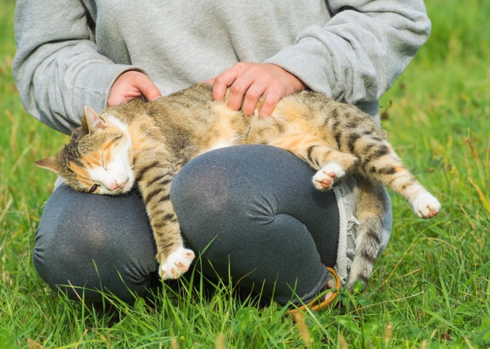 甘える猫