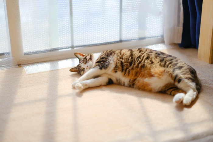 窓際で寝ている猫