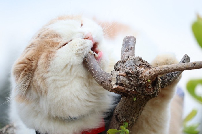 気を噛む猫