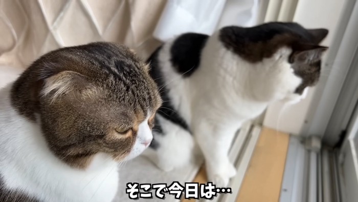 並んで窓の外を見る猫