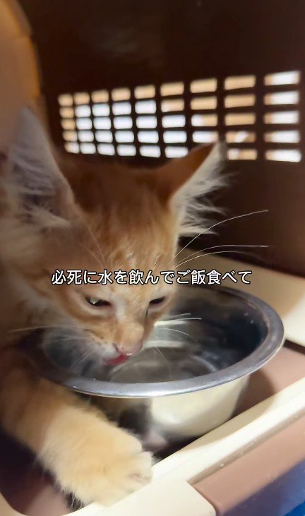 水を飲む子猫