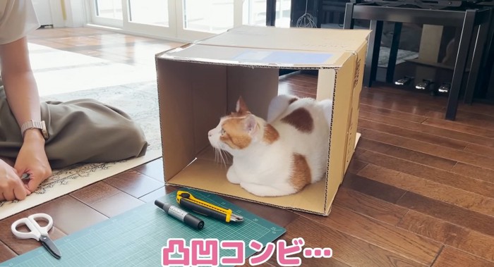 段ボールの中の猫