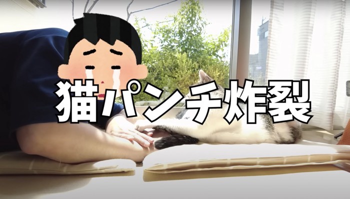 猫パンチ炸裂