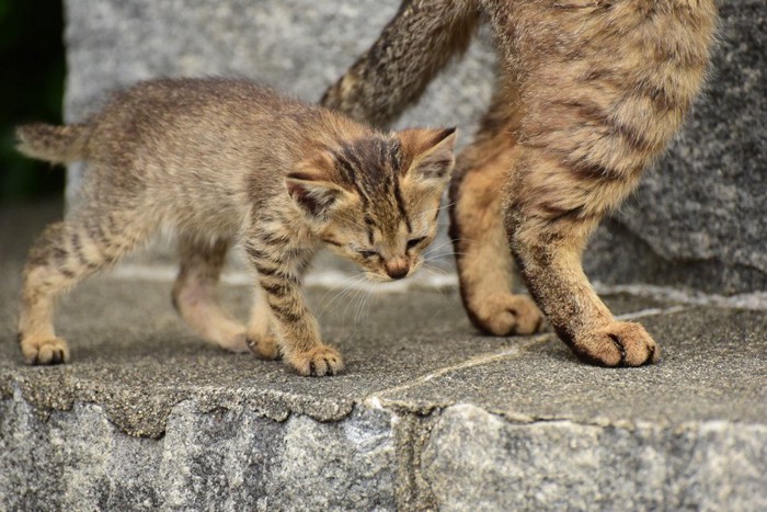 母猫について歩く子猫