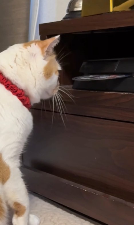 ディスクを見つめる猫