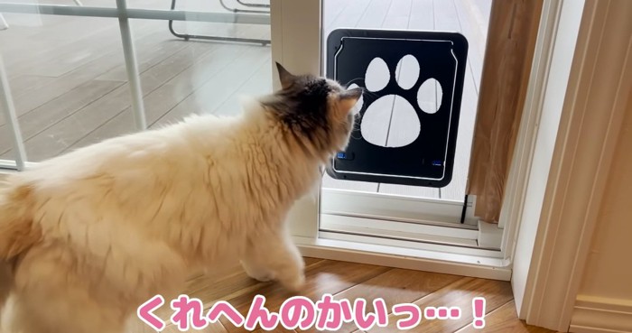 窓の前の猫