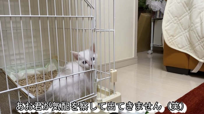 ケージからカメラの方を見る子猫