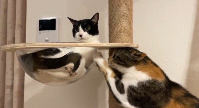 黒白猫がボウルに入っている。そのボウルを引っ掻く猫
