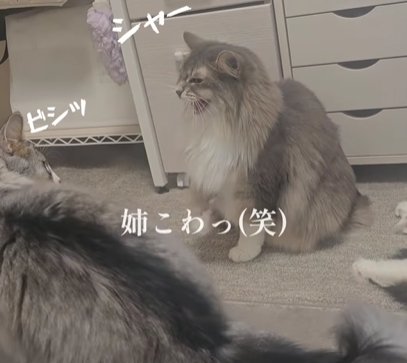 怒る奥の猫（姉こわっ（笑））