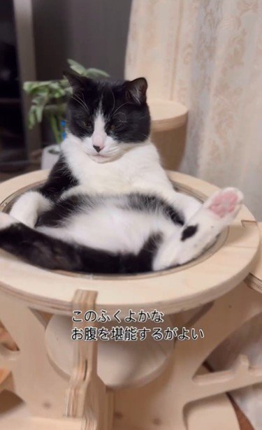 キャットタワーの上であおむけで寝ている猫