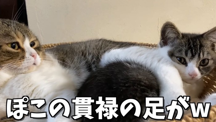 成猫の足が乗った子猫