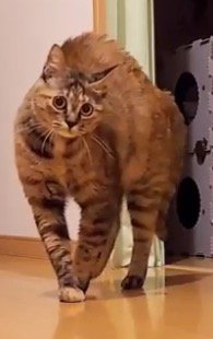 警戒して背中を丸める猫