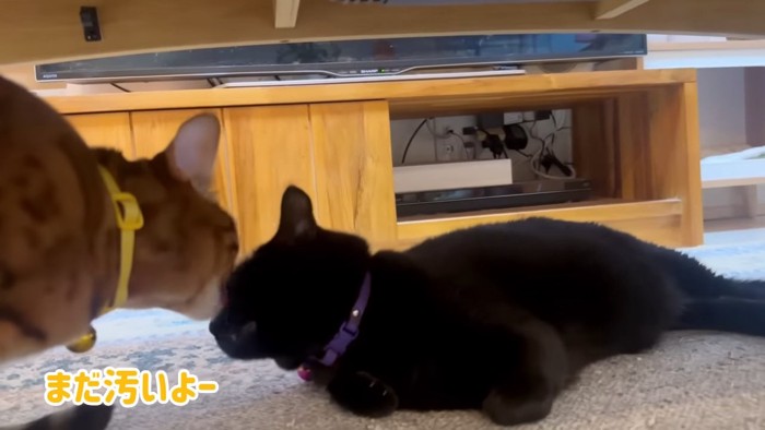 黒猫の顔をなめるベンガル