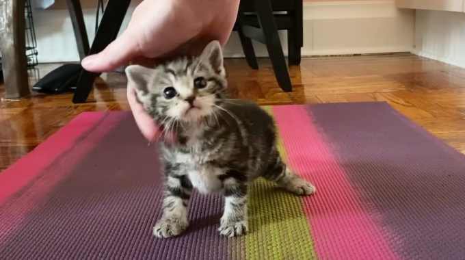 スイマー症候群の子猫