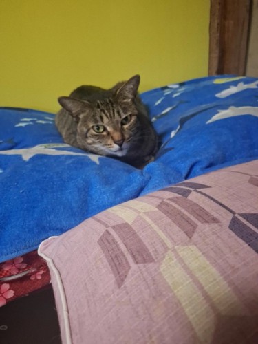 カメラ目線の猫