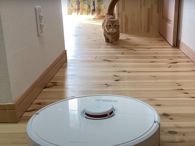 ロボット掃除機を追いかける猫