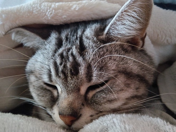 飼い主の腹の上で眠る猫