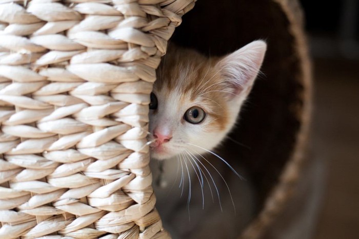 猫ちぐらに居る猫