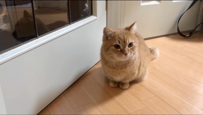 飼い主から視線を逸らす猫